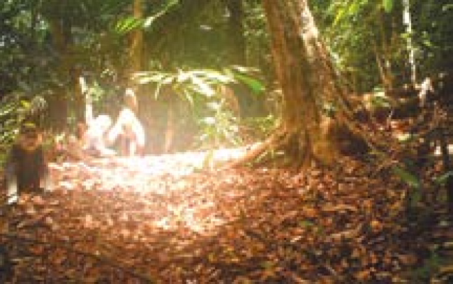 Camera trap photo shows three juvenile red-shanked douc langurs playing on the ground. Photo: LVDI International/GreenViet.