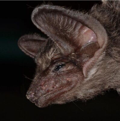 Lateral view of Taphozous melanopogon from Cu Lao Cham